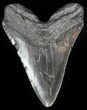 Large, Fossil Megalodon Tooth - Georgia #56347-2